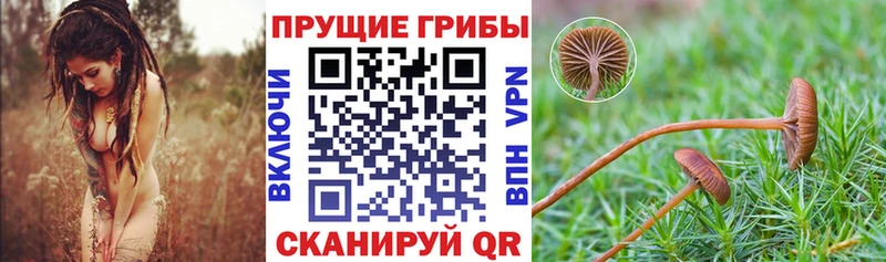 Псилоцибиновые грибы Psilocybine cubensis  цена   Нерехта 